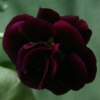 Auricula Delilah - Abriachan Nurseries